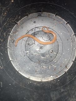 IMG_20221010_000350 Has a very bright orange belly.  Serpentes,Snakes