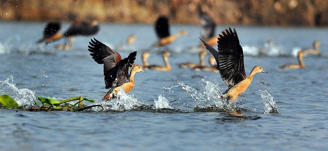 Whistling_Teal Whistling Teals take off from Deepor Beel Wildlife (Bird) Sanctuary in outskirt of Guwahati, Assam, on Sunday October 27, 2013. Every year thousands of migratory birds of different species come to Deepor Beel during the month of November and stay up to month of March.<br />
PHOTO-MANAS PARAN<br />
 Dendrocygna javanica,Lesser Whistling Duck,assam,guwahati,india,manas,paran,teal,whistling