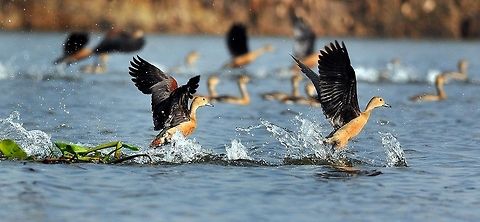 Whistling_Teal Whistling Teals take off from Deepor Beel Wildlife (Bird) Sanctuary in outskirt of Guwahati, Assam, on Sunday October 27, 2013. Every year thousands of migratory birds of different species come to Deepor Beel during the month of November and stay up to month of March.
PHOTO-MANAS PARAN
 Dendrocygna javanica,Lesser Whistling Duck,assam,guwahati,india,manas,paran,teal,whistling