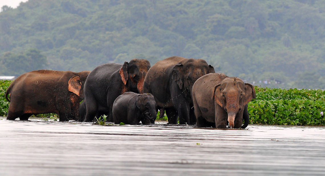 Wild_Elephant A herd of wild elephants from the nearby Rani Forest reserve drink water in the wetlands at Deepor Beel on the outskirts of Guwahati, Assam on October 16, 2013. Asian elephants are listed as endangered - as the human population increases, the elephants&#039; natural habitat is destroyed and they are forced to live in the farming areas where they cause damage to crops. <br />
PHOTO-MANAS PARAN<br />
 Asian elephant,Elephas maximus,Elephas maximus indicus,Indian Elephant,assam,elephant,guwahati,india,manas,paran