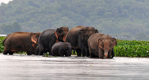 Wild_Elephant A herd of wild elephants from the nearby Rani Forest reserve drink water in the wetlands at Deepor Beel on the outskirts of Guwahati, Assam on October 16, 2013. Asian elephants are listed as endangered - as the human population increases, the elephants' natural habitat is destroyed and they are forced to live in the farming areas where they cause damage to crops. 
PHOTO-MANAS PARAN
 Asian elephant,Elephas maximus,Elephas maximus indicus,Indian Elephant,assam,elephant,guwahati,india,manas,paran