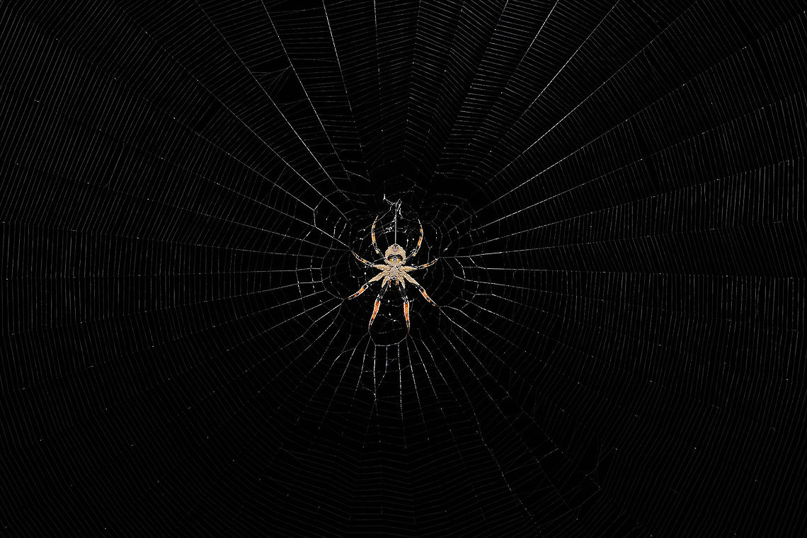 Spider A spider waiting for its kill. assam,guwahati,india,manas,paran,spider