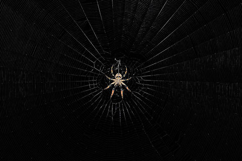 Spider A spider waiting for its kill. assam,guwahati,india,manas,paran,spider
