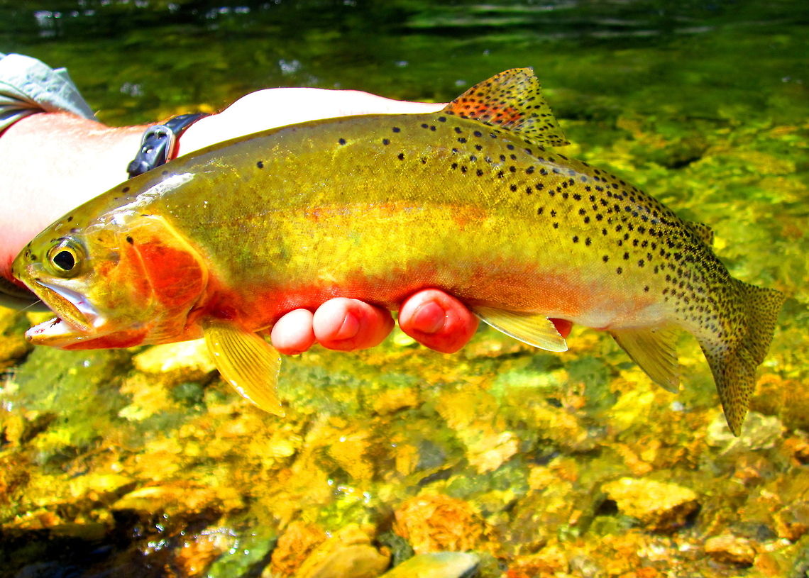 Pride of the St. Joe A beautiful female westslope cutthroat trout, latin name Oncorhynchus clarkii lewisi. Caught by my friend from the St. Joe River in northern Idaho. Fish,Geotagged,Idaho,Oncorhynchus clarki lewisi,United States,Westslope cutthroat trout