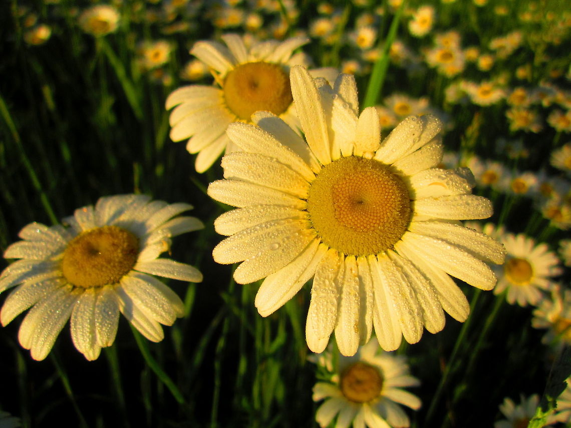 Morning Dew Daisies doused in dew growing along the southern border of Glacier National Park, Montana. Geotagged,Glacier National Park,Leucanthemum vulgare,Montana,National Forest,Oxeye daisy,United States,Wildflowers