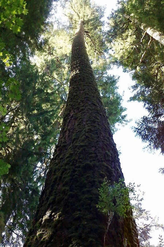 Giant Sitka Spruce A giant sitka spruce in the Hoh National Rain Forest, Washington. Geotagged,Hoh National Rain Forest,National Forest,Picea sitchensis,Sitka spruce,United States,Washington