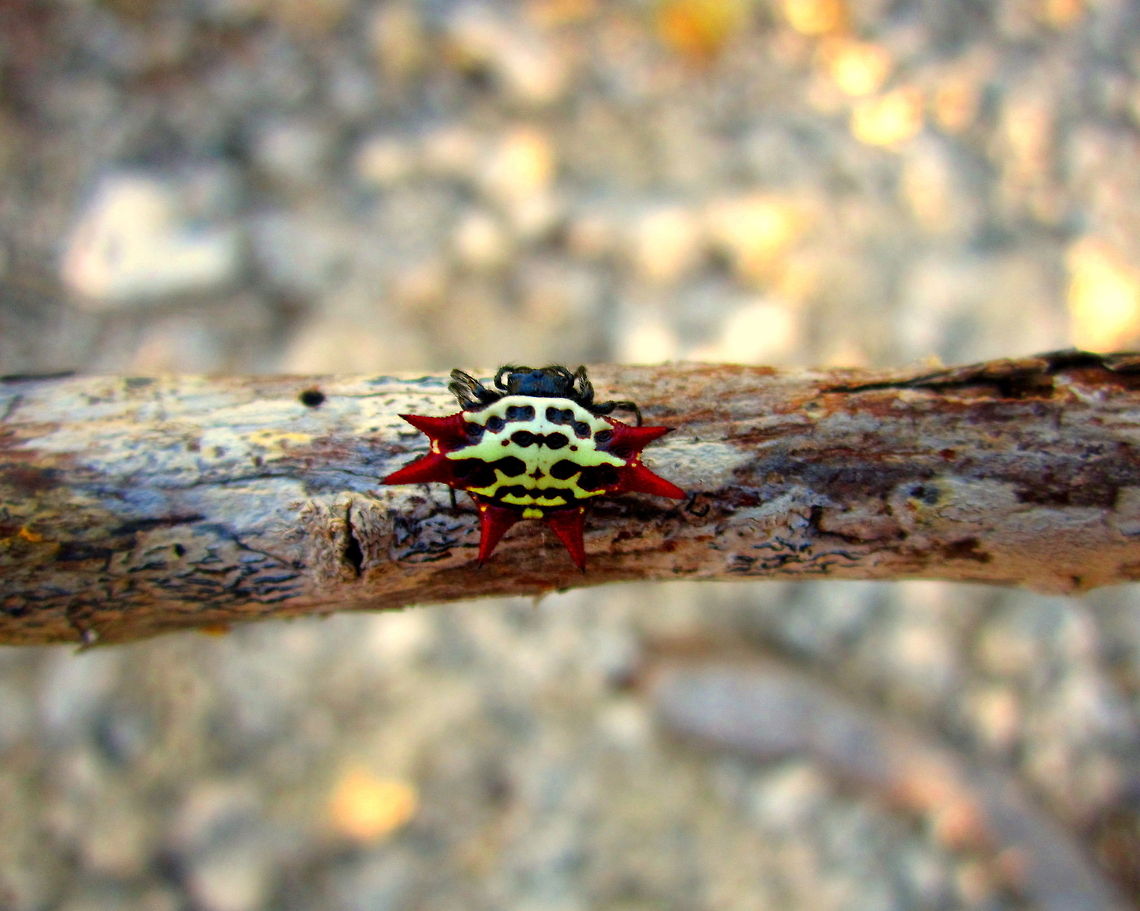 Fu Manchu A spiny-backed orb weaver from Sugarloaf Key, Florida. Arachnida,Florida,Gasteracantha cancriformis,Geotagged,Spiders,United States