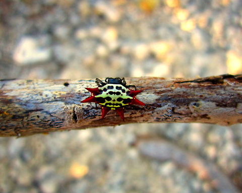 Fu Manchu A spiny-backed orb weaver from Sugarloaf Key, Florida. Arachnida,Florida,Gasteracantha cancriformis,Geotagged,Spiders,United States