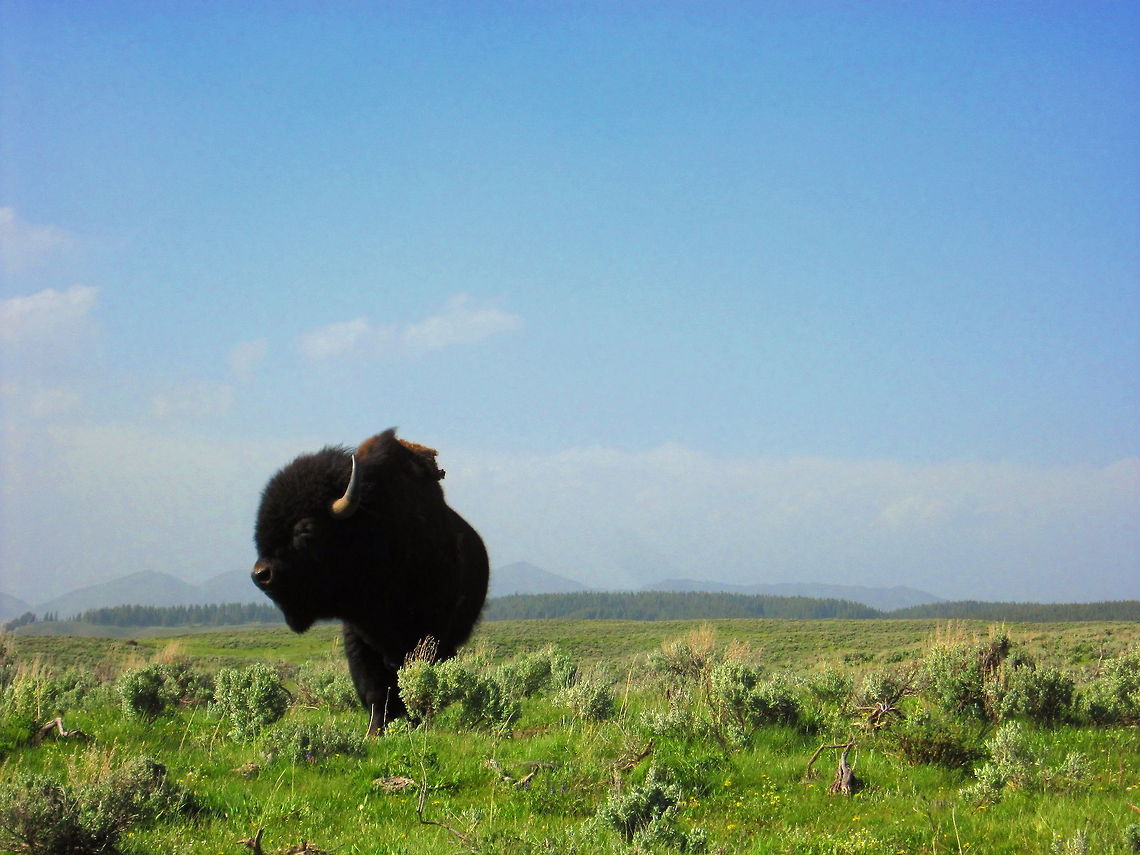 King of the Prairie Bison in Hayden Valley, Yellowstone National Park. American bison,Bison bison,Geotagged,United States,Wyoming,Yellowstone National Park