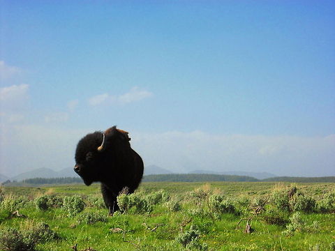 King of the Prairie Bison in Hayden Valley, Yellowstone National Park. American bison,Bison bison,Geotagged,United States,Wyoming,Yellowstone National Park