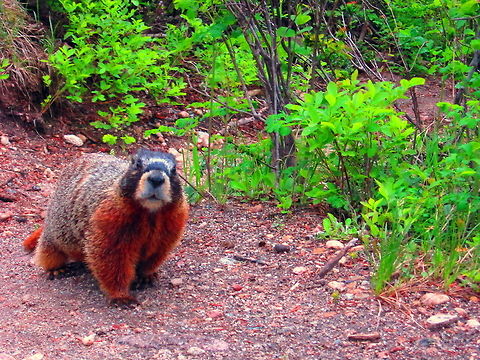 May I Help You? Yellow-bellied marmot investigating yours truly in Grand Teton National Park, Wyoming. Geotagged,Grand Teton National Park,Marmota flaviventris,United States,Wyoming,yellow-bellied marmot