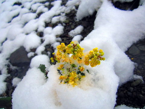 A Harsh Life I found this creeping barberry growing in the Shoshone National Forest just east of Yellowstone National Park. This is in late May and the landscape had started to green up, but in the mountains, the weather is always unpredictable and it snowed a few inches overnight. I was fortunate enough to stumble upon this unique photo opportunity before the snow melted. Geotagged,Mahonia repens,National Forest,United States,Wildflowers,Wyoming
