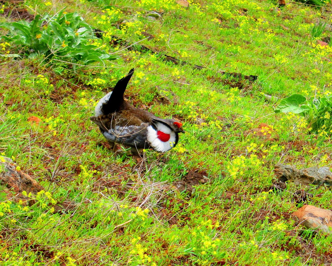 Early Morning Strut This male blue grouse was strutting his stuff for me in the Shoshone National Forest, Wyoming. Birds,Blue Grouse,Dendragapus obscurus,Dusky Grouse,Geotagged,National Forest,United States,Wyoming