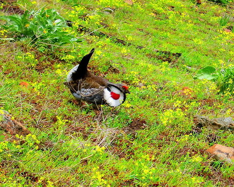 Early Morning Strut This male blue grouse was strutting his stuff for me in the Shoshone National Forest, Wyoming. Birds,Blue Grouse,Dendragapus obscurus,Dusky Grouse,Geotagged,National Forest,United States,Wyoming