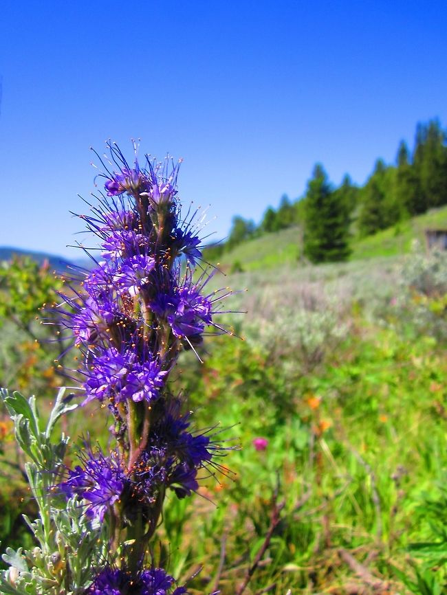 Color of the Mountians A very beautiful wildflower I found growing at the northern end of Yellowstone National Park. Geotagged,Phacelia sericea,United States,Wildflowers,Wyoming,Yellowstone National Park