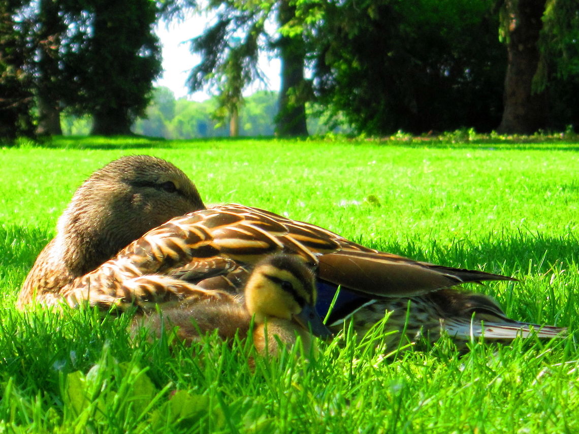 Lazy Sunday A mallard hen with chick in Stevens Point, Wisconsin. Anas platyrhynchos,Birds,Geotagged,Mallard,United States,Wisconsin