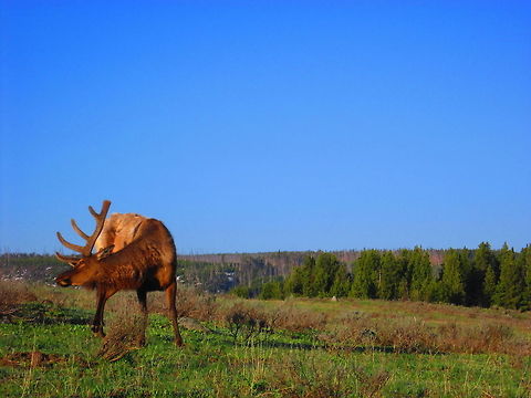 Itch A bull elk scratching its underside with his antler in Yellowstone National Park, Wyoming. Cervus canadensis,Elk,Geotagged,United States,Wyoming,Yellowstone National Park