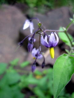 Bitterness Bitter nightshade along the Little Carp River in the Porcupine Mountains Wilderness State Park, Michigan. Bittersweet Nightshade,Geotagged,Michigan,Non-native,Solanum dulcamara,United States
