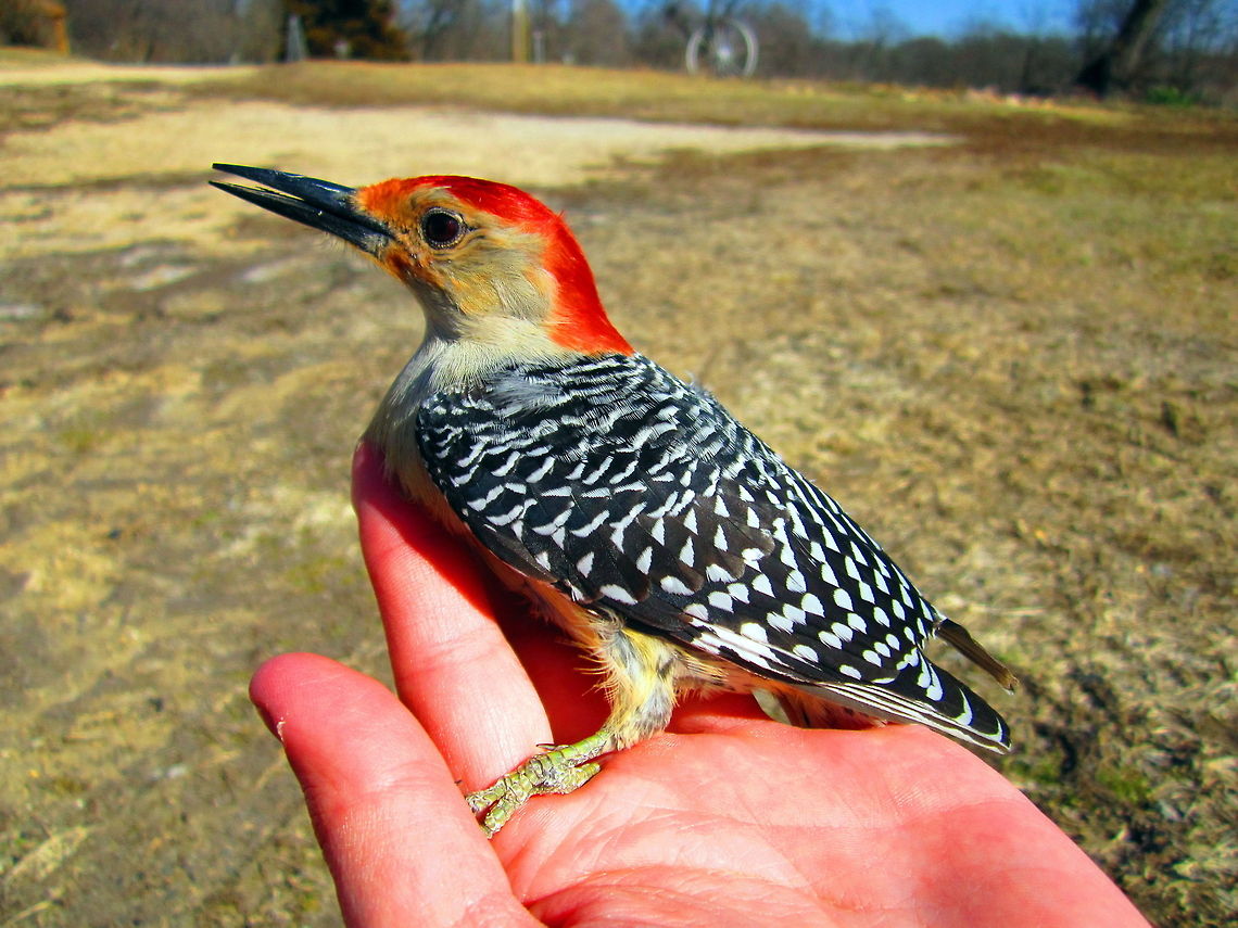 Red-bellied Woodpecker This red-bellied woodpecker accidentally flew into my grandparent&#039;s sliding glass door. I was able to get to it and help it before the farm cats found it. Once it was feeling better, it flew from my hand to my shoulder and started hopping around my body as if I were a tree and squawking! Birds,Geotagged,Melanerpes carolinus,Red-bellied Woodpecker,United States,Wisconsin