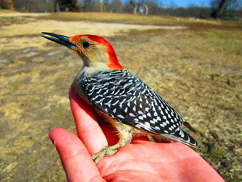 Red-bellied Woodpecker This red-bellied woodpecker accidentally flew into my grandparent's sliding glass door. I was able to get to it and help it before the farm cats found it. Once it was feeling better, it flew from my hand to my shoulder and started hopping around my body as if I were a tree and squawking! Birds,Geotagged,Melanerpes carolinus,Red-bellied Woodpecker,United States,Wisconsin