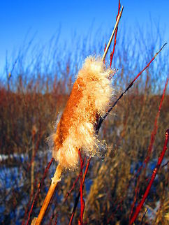 Letting Go A common cattail starts to lose its seeds on a cold January morning in central Wisconsin. Geotagged,Typha latifolia,United States,Wisconsin