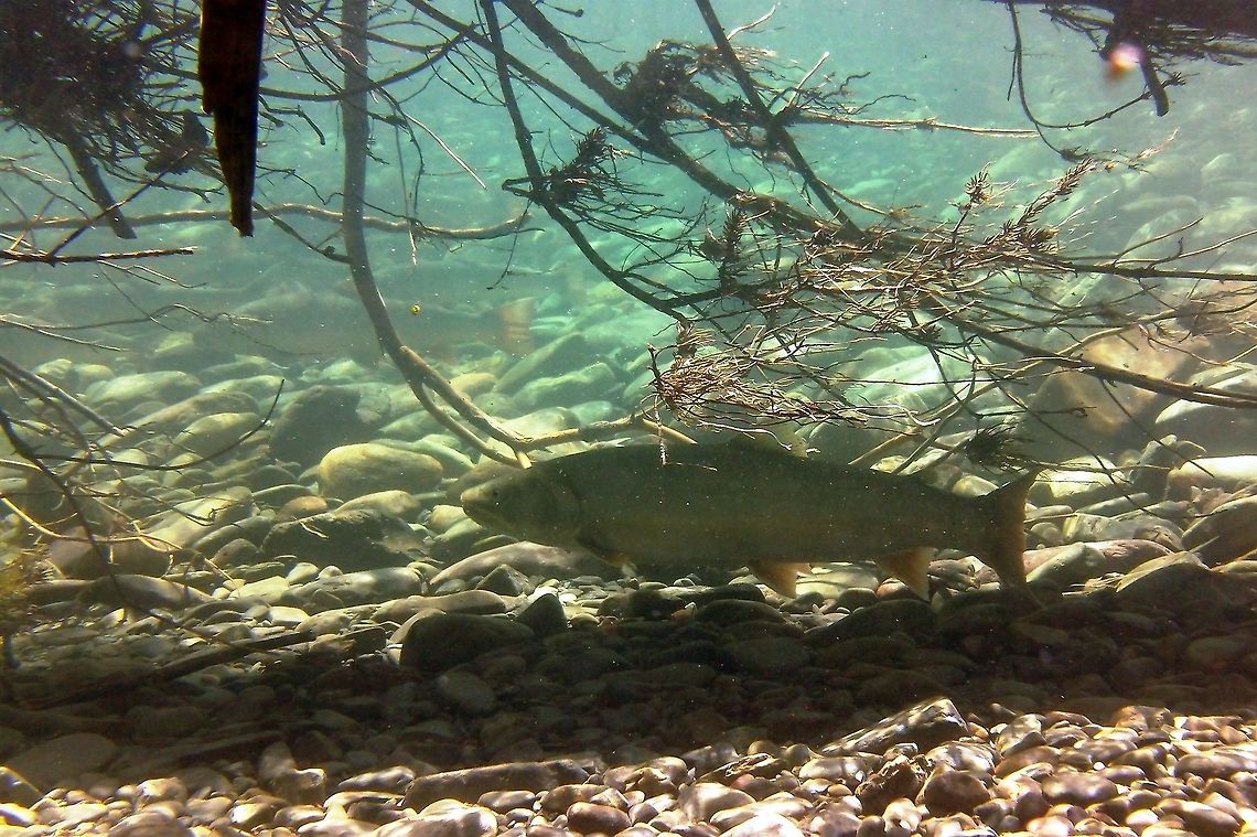 Holding in Cover A bull trout holding under a downed tree. British Columbia, Canada. Note the other trout holding in the pool in the background. British Columbia,Bull trout,Fish,Salvelinus confluentus