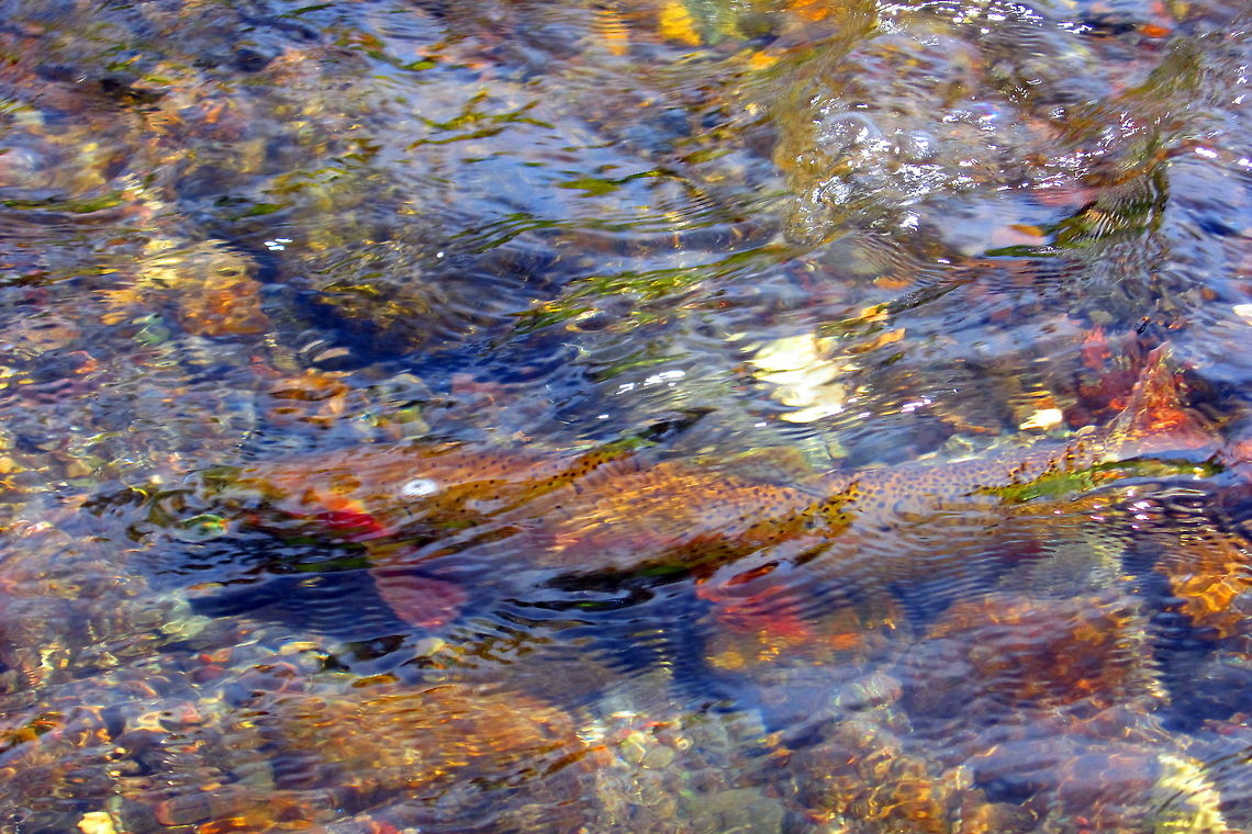 The Spawn is On Yellowstone cutthroat trout spawning in the inlet to Trout Lake, Yellowstone National park, Wyoming. Fish,Geotagged,Oncorhynchus clarkii bouvieri,United States,Wyoming,Yellowstone National Park,Yellowstone cutthroat trout