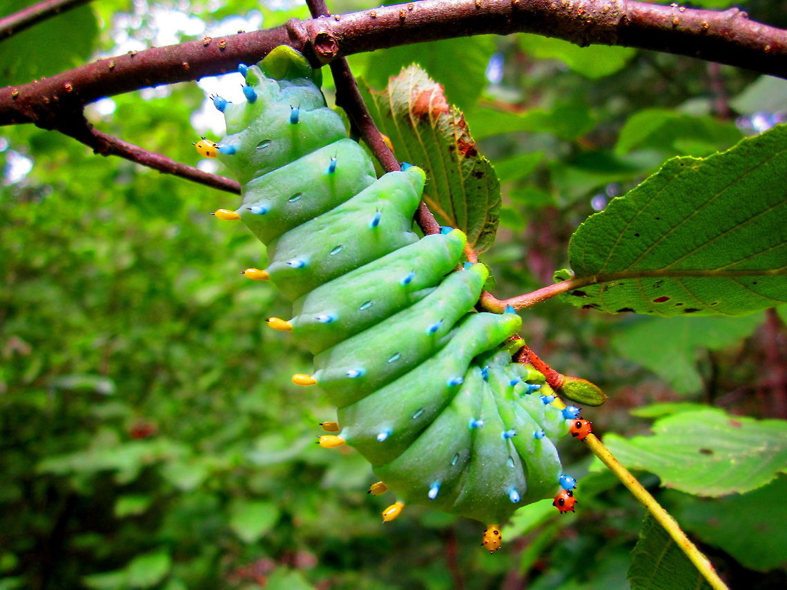 Hangin' Out Found this cute little guy hangin&#039; out on a tag alder while taking some summer courses in Northern Wisconsin. Cecropia Moth,Geotagged,Hyalophora cecropia,Insects,United States,Wisconsin