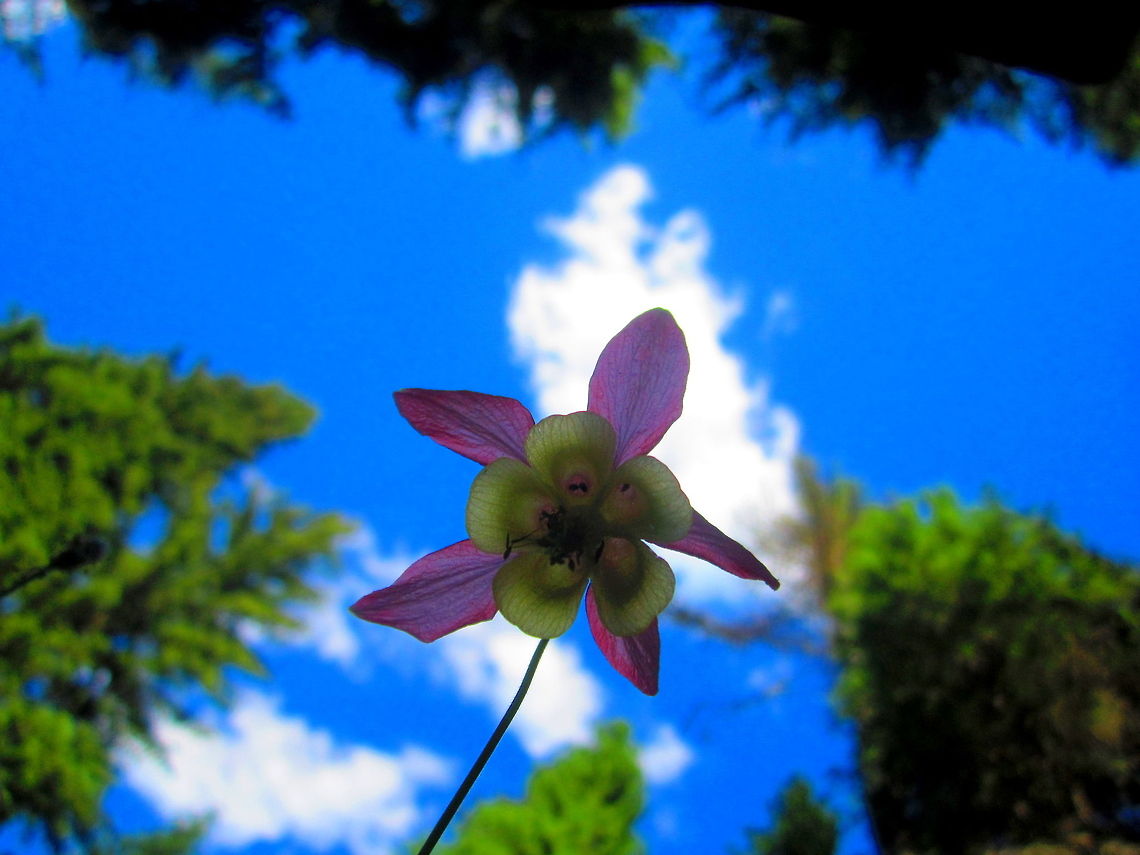 Looking Up Again, a beautiful wildflower, this time from Northern Idaho. Please help me with identification! Aquilegia flavescens,Geotagged,Idaho,United States,Wildflowers