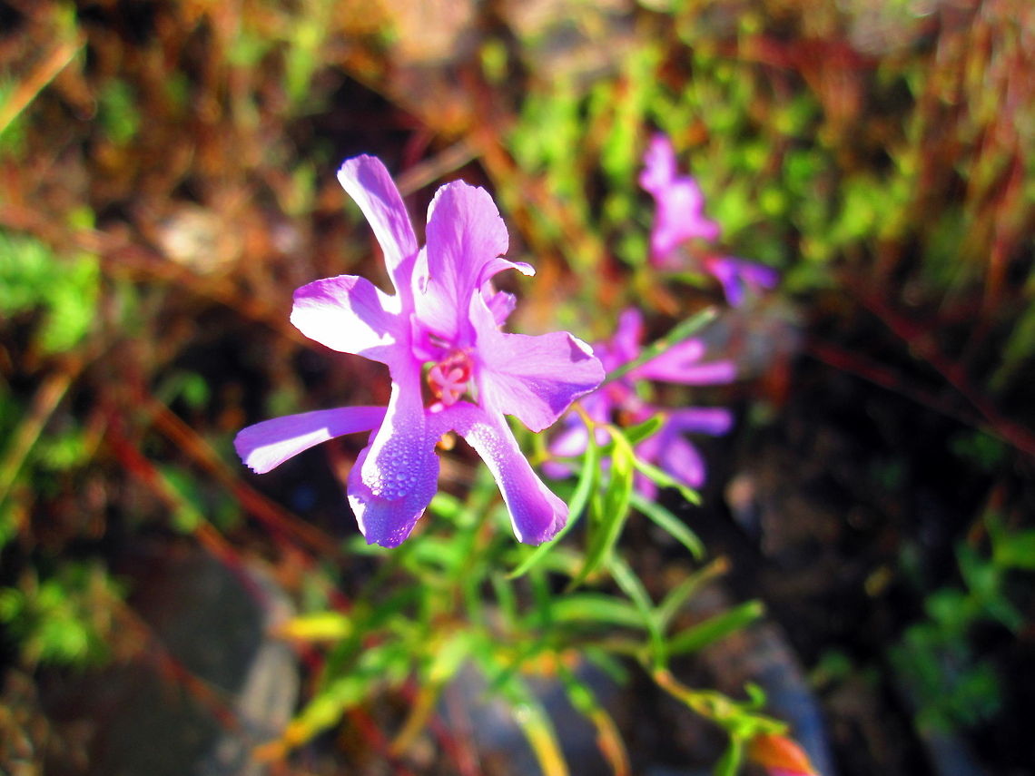 Pink Fairies Clarkia pulchella in the Coeur d&#039;Alene Mountains, Idaho. Clarkia pulchella,Geotagged,Idaho,National Forest,United States,Wildflowers
