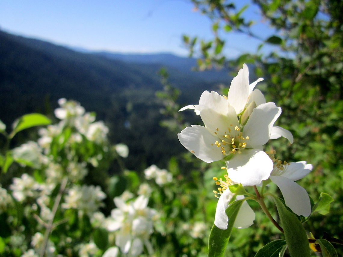 Mock-Orange Captured in the Coeur d'Alene Mountains, Idaho. Geotagged,Idaho,National Forest,Philadelphus lewisii,United States,Wildflowers