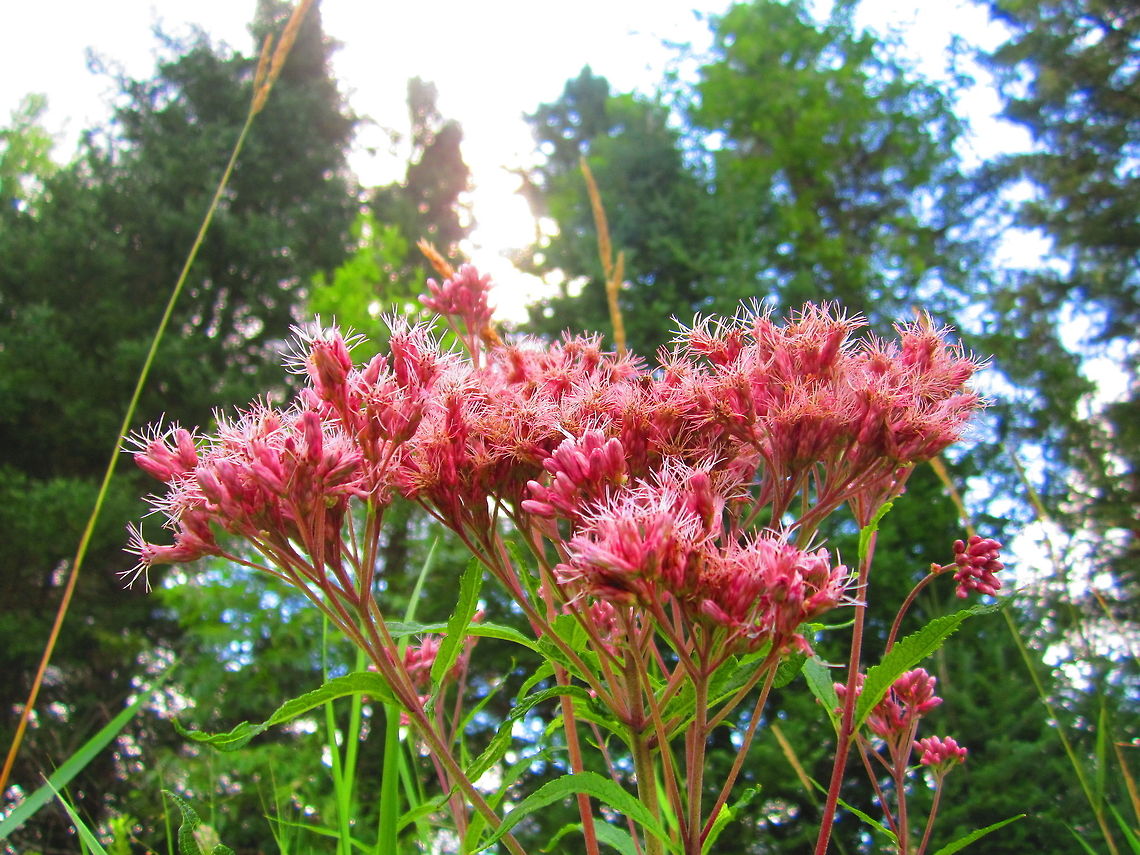 Spotted Joe-pye Weed This specimen was captured near Tomahawk, Wisconsin. Eutrochium maculatum,Geotagged,Spotted Joe-pye Weed,United States