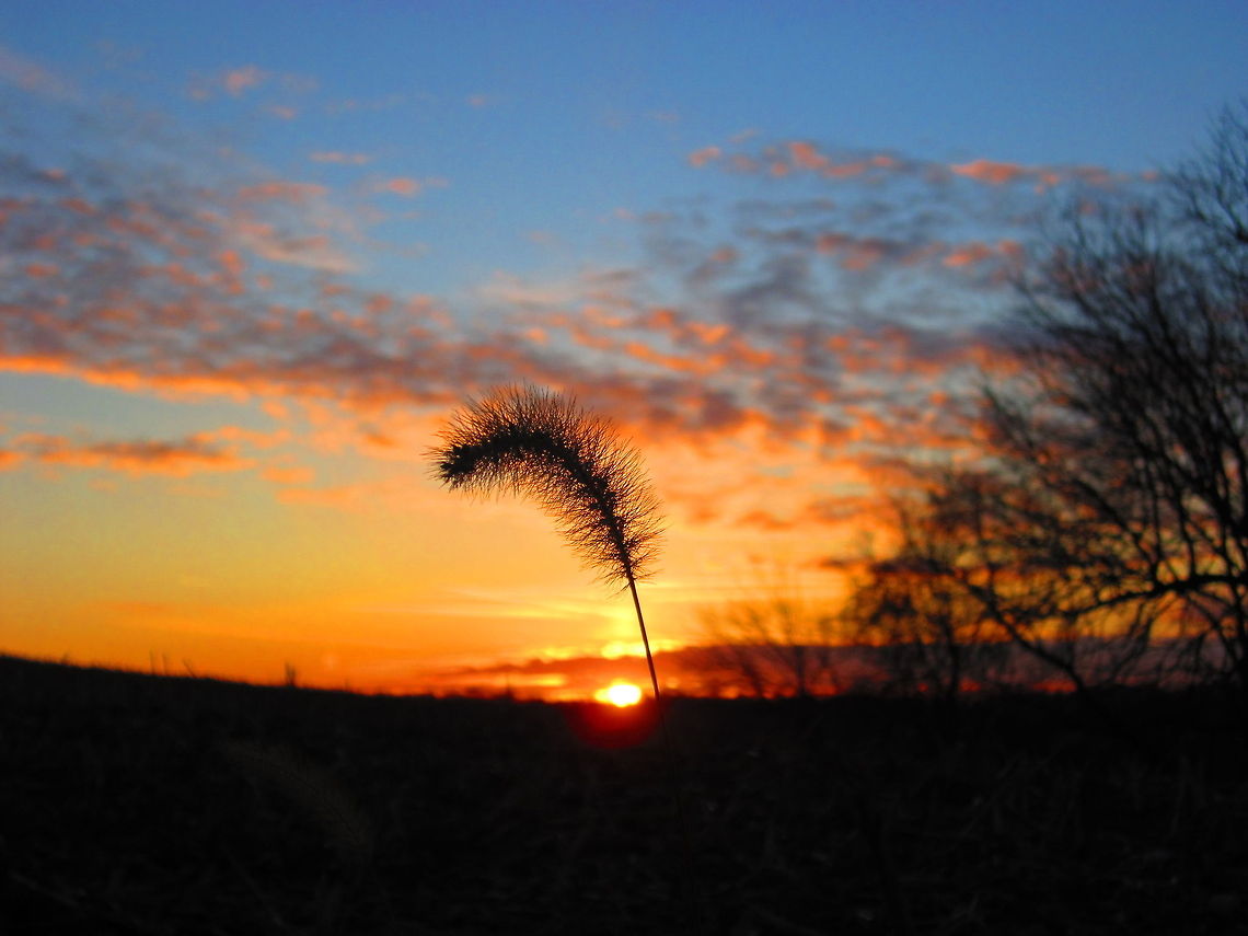 Silhouette of a Foxtail A giant foxtail silhouetted against a bitter but beautiful December sunset. Foxtails are a non-native grass introduced to North America from Asia. Although it is too late to eradicate this particular species, as it is well developed across the continent, it is never too late to spread awareness about the spread of invasive and non-native species. Geotagged,Giant foxtail,Illinois,Landscapes,Non-native,Setaria faberi,United States