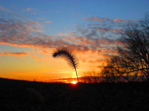 Silhouette of a Foxtail A giant foxtail silhouetted against a bitter but beautiful December sunset. Foxtails are a non-native grass introduced to North America from Asia. Although it is too late to eradicate this particular species, as it is well developed across the continent, it is never too late to spread awareness about the spread of invasive and non-native species. Geotagged,Giant foxtail,Illinois,Landscapes,Non-native,Setaria faberi,United States