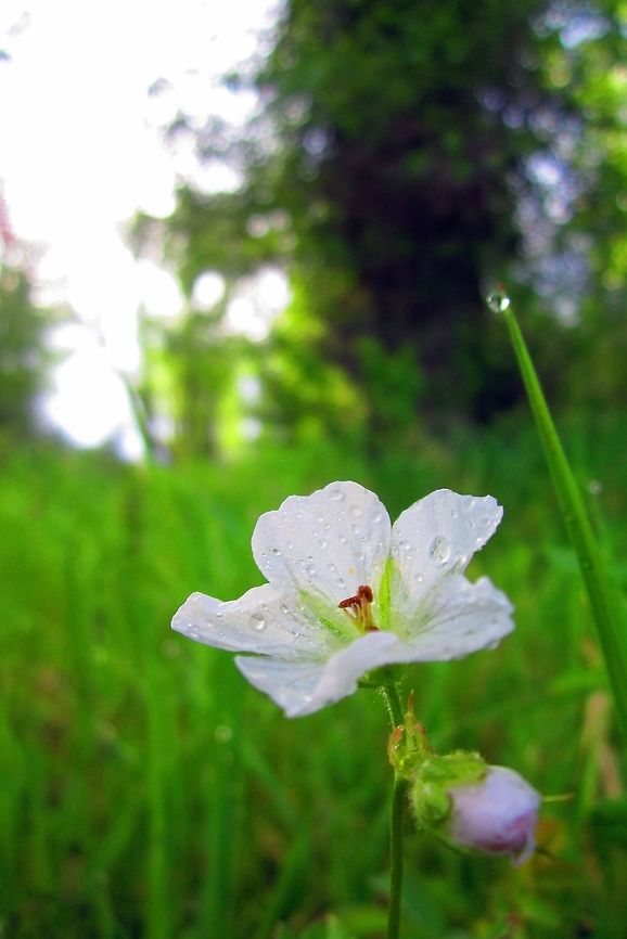 Geranium richardsonii A pale wild geranium captured in Grand Teton National Park, Wyoming. Thanks to WildFlower for the identification! Geotagged,Geranium maculatum,Geranium richardsonii,Grand Teton National Park,United States,Wildflowers,Wyoming
