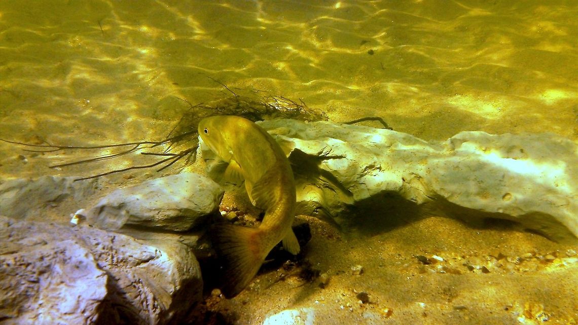 Priest River Smallie A smallmouth bass (Micropterus dolomieu) from the Priest River in northern Idaho. This species of bass is not native to the Priest River or the Columbia River basin, but was introduced in the early 1900s as a great fighting sport fish. Fish,Geotagged,Idaho,Micropterus dolomieu,Smallmouth bass,United States