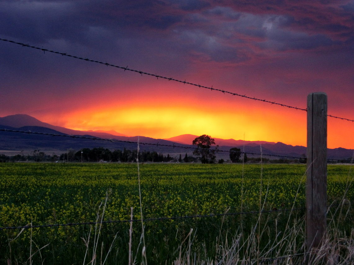 Fire Across the Tobacco Roots I captured this image of a canola field at foot of the Tobacco Root Mountains just a little ways out of Ennis, Montana during a wildfire outbreak. Personally, I love this picture, although I do apologize for the graininess as light was fading fast. The colors in the photo are real; I only tampered with the brightness before posting. Many thanks to the numerous paid and volunteer firefighters I saw that day at the base camp along the road. Brassica napus,Geotagged,Landscapes,Montana,Rapeseed,United States