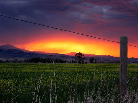 Fire Across the Tobacco Roots I captured this image of a canola field at foot of the Tobacco Root Mountains just a little ways out of Ennis, Montana during a wildfire outbreak. Personally, I love this picture, although I do apologize for the graininess as light was fading fast. The colors in the photo are real; I only tampered with the brightness before posting. Many thanks to the numerous paid and volunteer firefighters I saw that day at the base camp along the road. Brassica napus,Geotagged,Landscapes,Montana,Rapeseed,United States