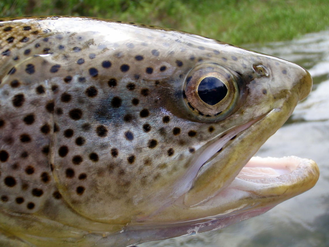 Brown Trout Mug Up close and personal with a female brown trout. We (the biologist I was working with and myself) sampled this trout while completing a population survey on the Priest River, Idaho. I just couldn&#039;t pass up the opportunity to take a click, as I never catch fish like this myself! This fish was released unharmed. Brown trout,Fish,Geotagged,Idaho,Invasive species,Salmo trutta,United States