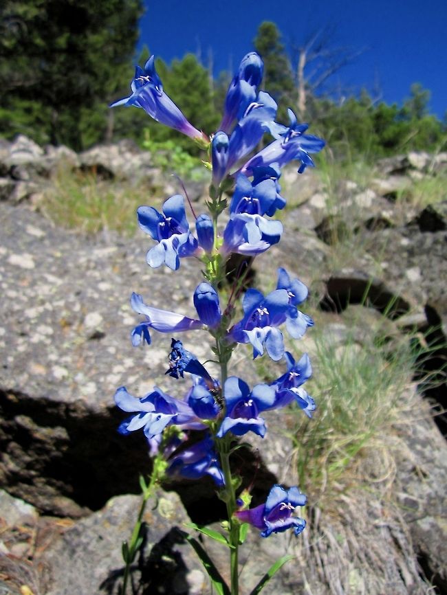 Great Blue Lobelia A beautiful wildflower captured at the northern end of Yellowstone National Park. Geotagged,Lobelia siphilitica,Penstemon cyananthus,United States,Wasatch Penstemon,Wildflowers,Wyoming,Yellowstone National Park