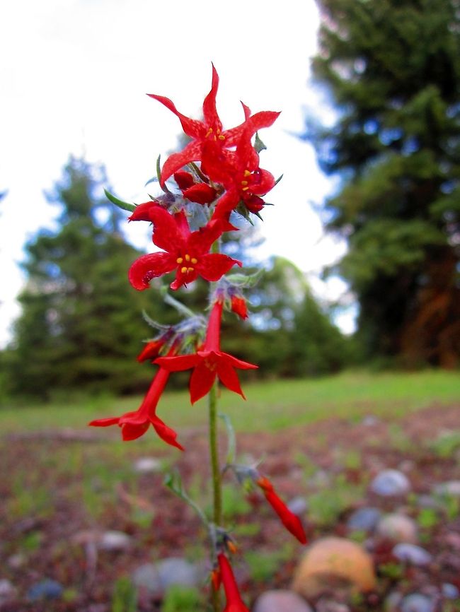 Scarlet Gilia Captured in Grand Teton National Park, Wyoming. Geotagged,Grand Teton National Park,Ipomopsis aggregata,United States,Wildflowers,Wyoming