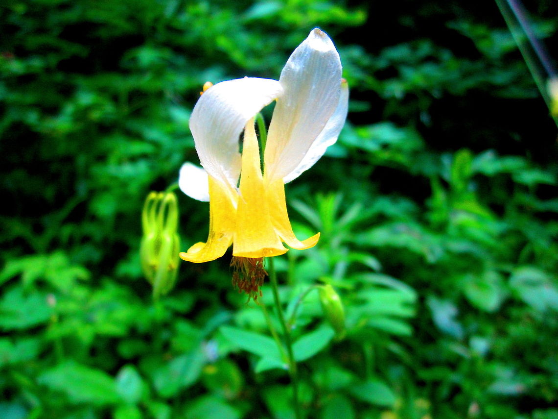 Yellow Columbine A yellow columbine with white petals captured in the St. Joe Mountains, Idaho. Aquilegia flavescens,Geotagged,Idaho,United States,Wildflowers