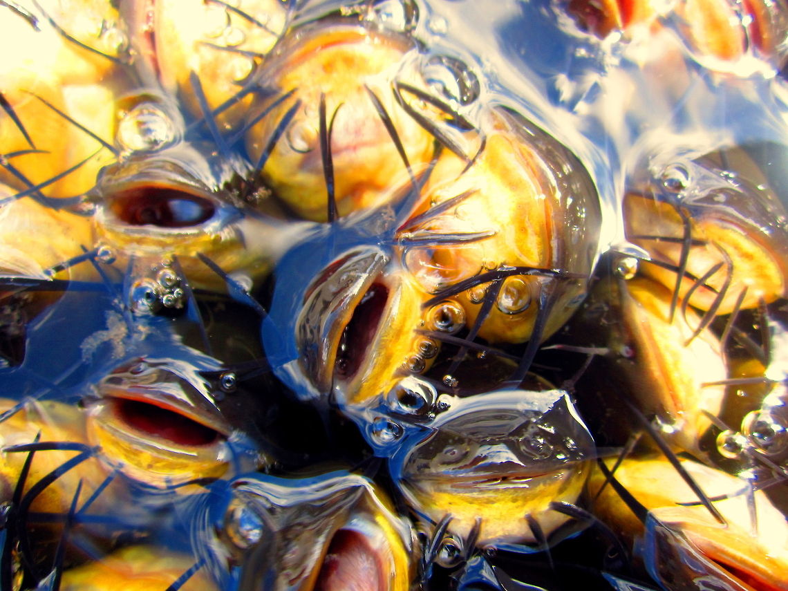 Whiskers A few black bullheads we (two fisheries technicians and myself) caught in our sampling gear while surveying a small impoundment on the Sheyenne River, North Dakota. Ameiurus melas,Black bullhead,Fish,Geotagged,North Dakota,United States
