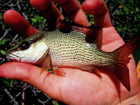 Little Mangrove Snapper A small mangrove (grey) snapper I caught in the Florida Keys. They are very beautiful fish, especially the younger specimens.  Fish,Florida,Geotagged,Lutjanus griseus,Mangrove Snapper,United States