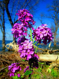 Dame's Rocket Dame's rocket is a very beautiful plant, yet it is an alien invasive that was brought to North America from Eurasia as an ornamental. It has spread widely throughout the United States and Canada. Geotagged,Hesperis matronalis,Invasive species,Non-native,North Dakota,United States,Wildflowers
