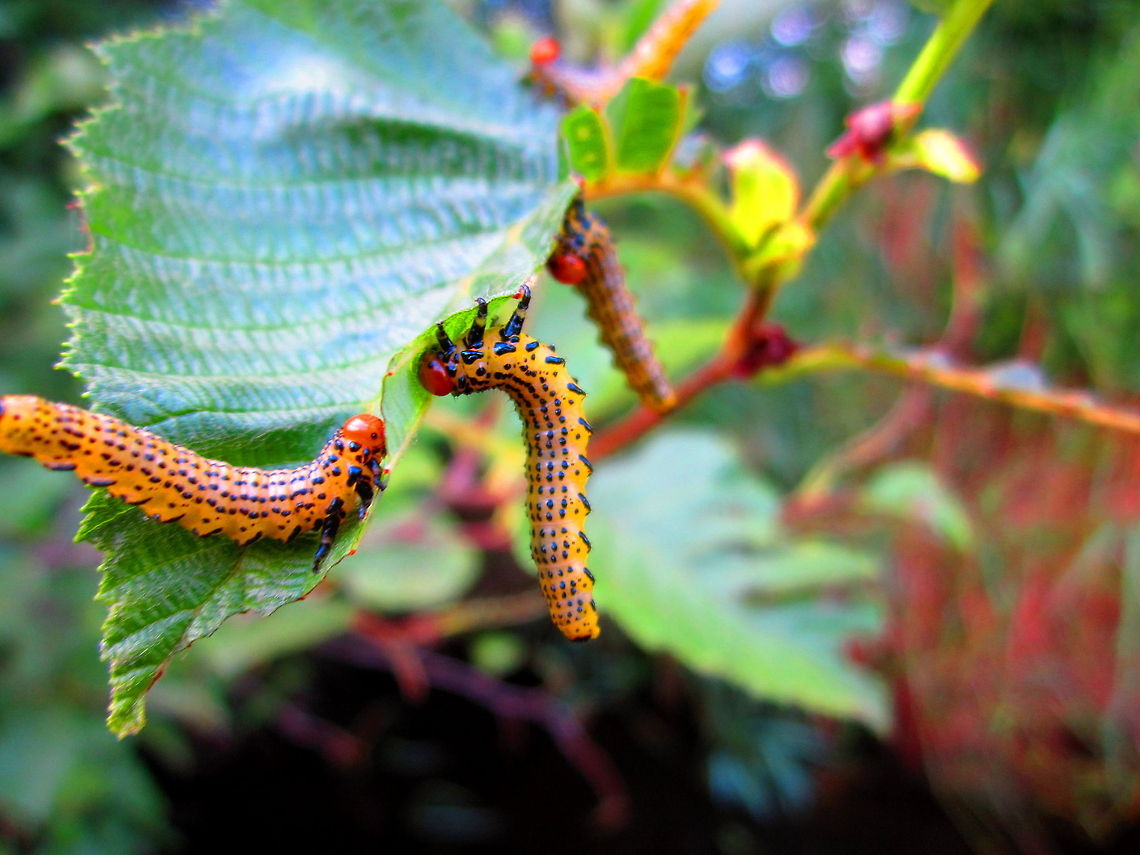 Dusky Birch Sawfly Birch sawfly (Arge pectoralis) larvae chewing on a tag alder leaf in northern Wisconsin. Arge pectoralis,Birch Sawfly,Geotagged,Insects,United States,Wisconsin
