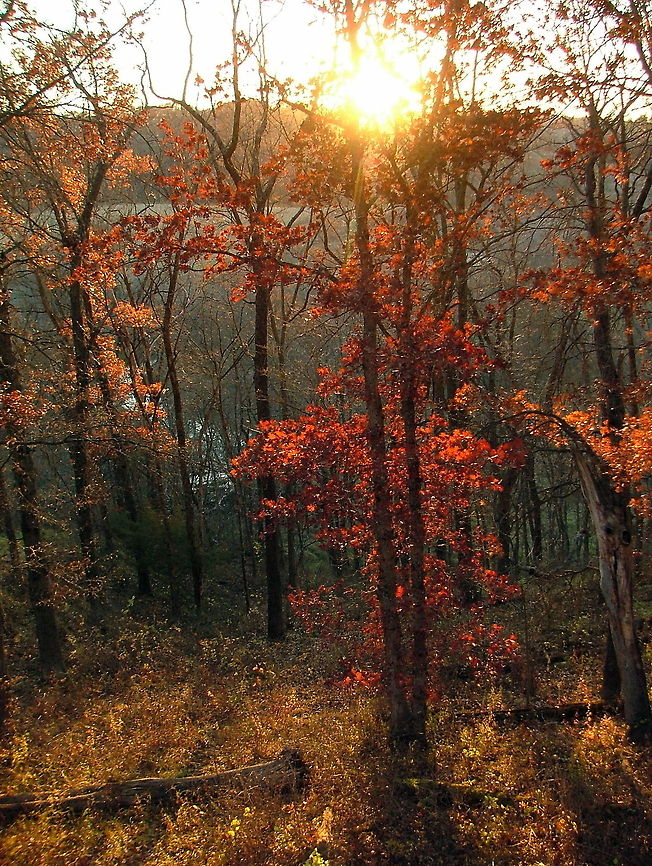 Hardwood Forest Sunset The sun sets on a beautiful pin oak in full fall color. Captured in northern Illinois. Geotagged,Illinois,Pin oak,Quercus palustris,United States