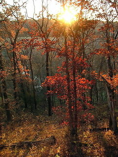 Hardwood Forest Sunset The sun sets on a beautiful pin oak in full fall color. Captured in northern Illinois. Geotagged,Illinois,Pin oak,Quercus palustris,United States