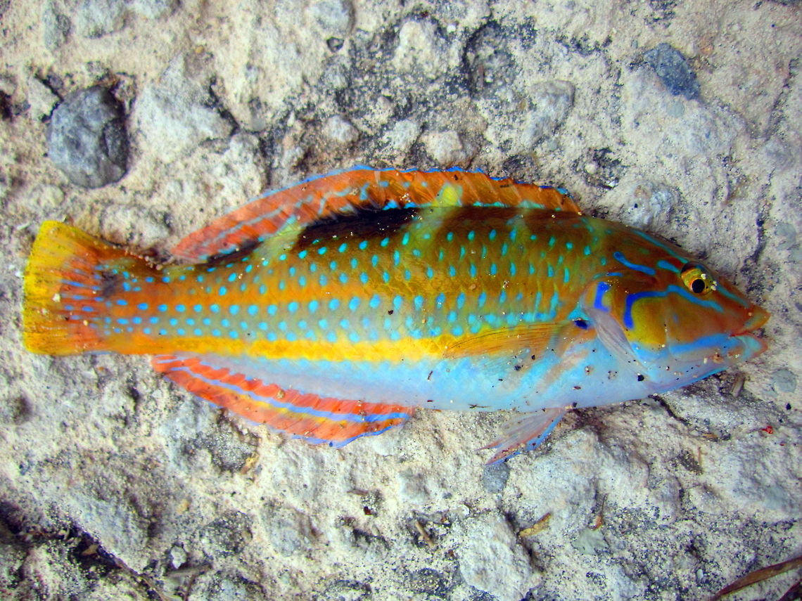 Puddingwife A beautiful representation of the initial phase of the puddingwife. Caught,  photographed and released from Spanish Harbor Key, Florida. Fish,Florida,Geotagged,Halichoeres radiatus,Puddingwife wrasse,United States