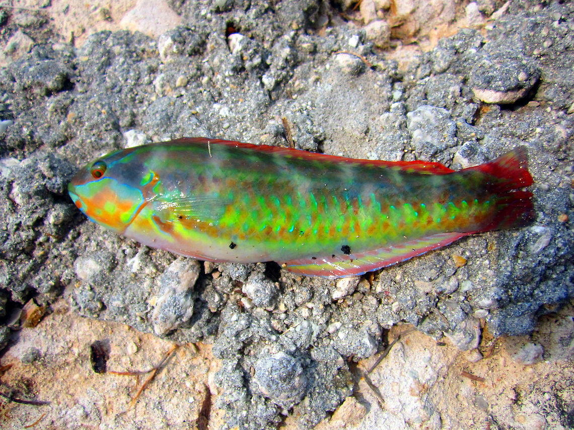 Clown Wrasse A very beautiful clown wrasse (Halichoeres maculipinna) caught, photographed and released from Spanish Harbor Key, Florida. Clown Wrasse,Clown wrasse,Fish,Florida,Geotagged,Halichoeres maculipinna,United States